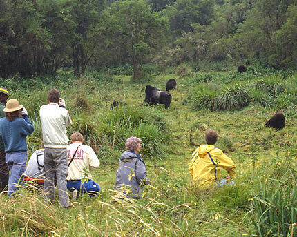 3 days Gorilla Tracking Bwindi Safari