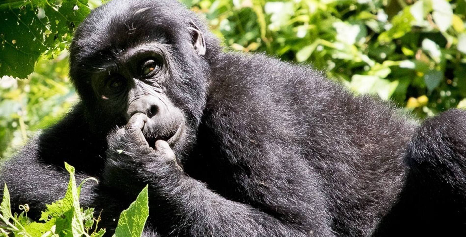 4 Days Gorilla Tracking in Bwindi Impenetrable national park