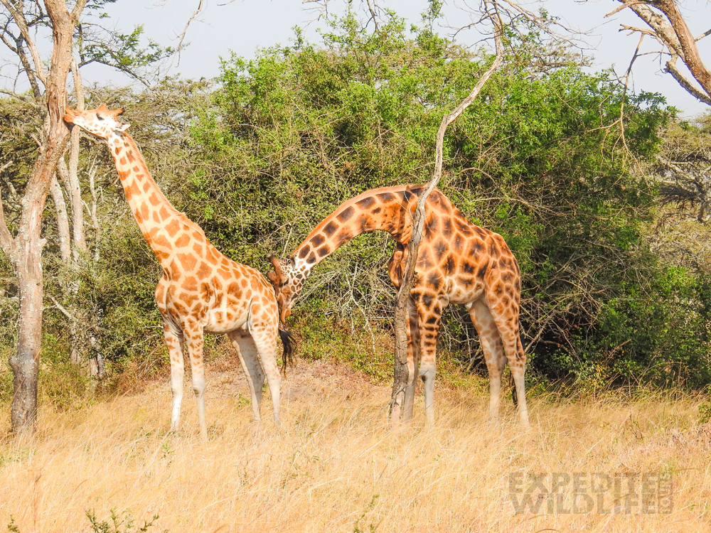 10 Days Best Northern Uganda Adventure Safari