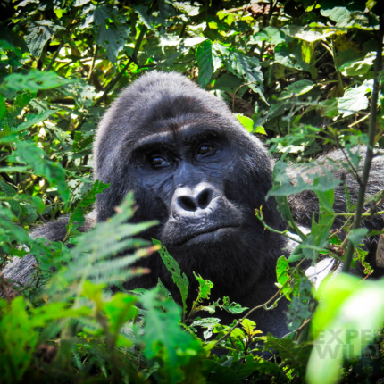 https://expeditewildlifetours.com/tours/4-days-gorilla-tracking-in-bwindi-impenetrable-forest-2/